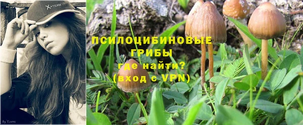 хмурый Аркадак